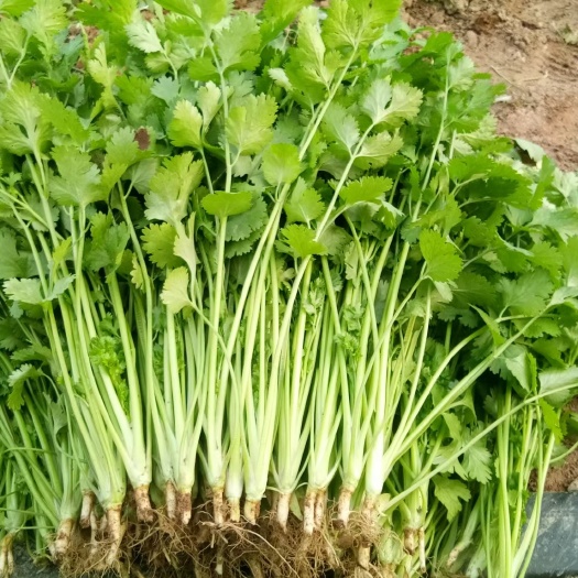 香菜2022年7月7日