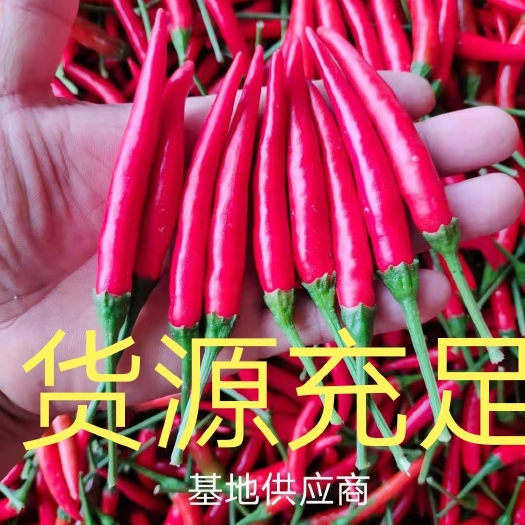 商丘精品小米椒大量上市，基地直供，货源充足，保质保量，全国代发