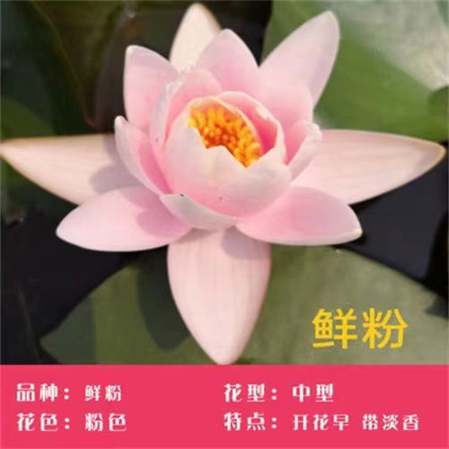 池塘睡莲花鱼缸睡莲根块带花苞四季盆栽水培植物庭院大小睡莲花苗