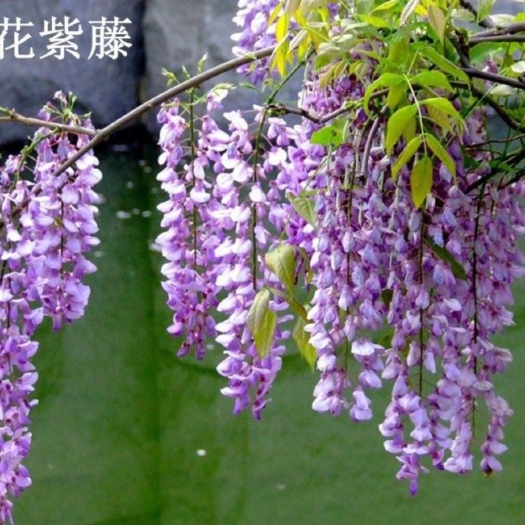 临沂紫藤花树苗爬藤攀爬庭院围墙四季开花植物老桩盆栽花苗藤蔓紫藤萝