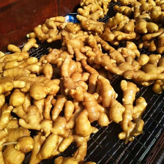 肉姜  生姜产地山东大姜，一手货源，量大从优，货源充足，保质