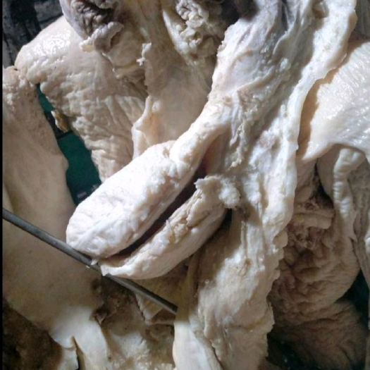 大厂县牛小货，干净，半成品。不带钩