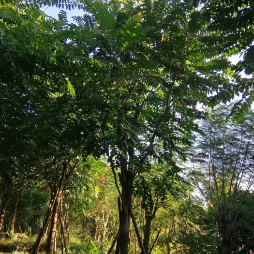 麻楝