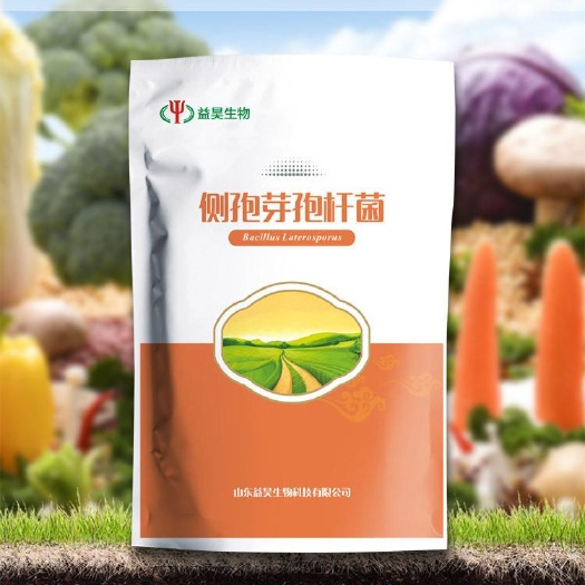 昌乐县侧芽孢杆菌在种植上的应用