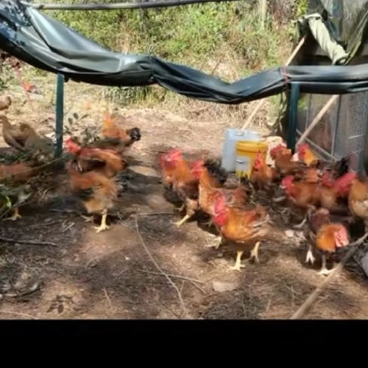 贵阳鸡