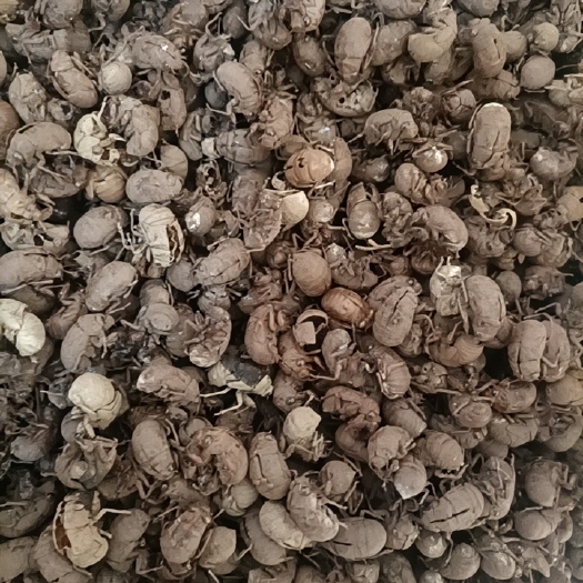 枣庄蝉蜕