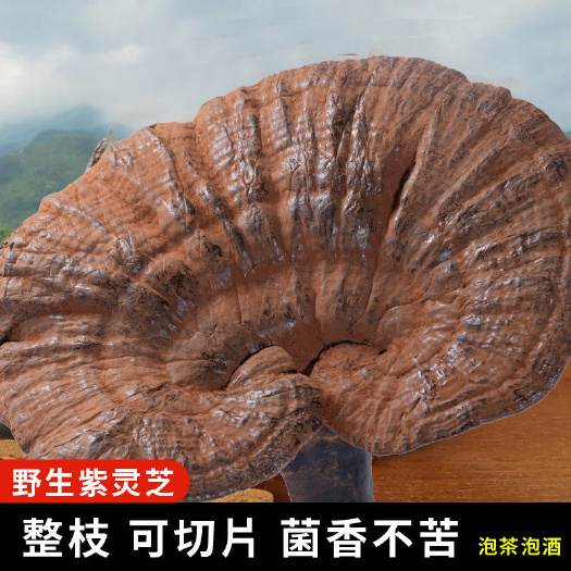亳州深山紫灵芝纯生黑灵芝天然带孢子粉不苦整枝煲汤泡酒泡茶