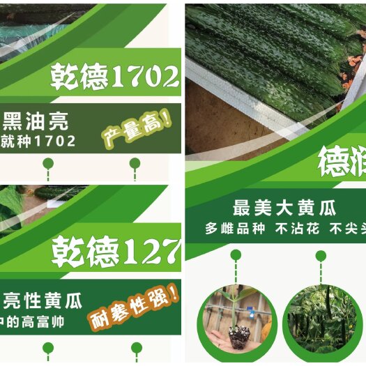 寿光市秋延越冬早春系列黄瓜苗不沾花不疏瓜省功省时产量高抗病黑油亮