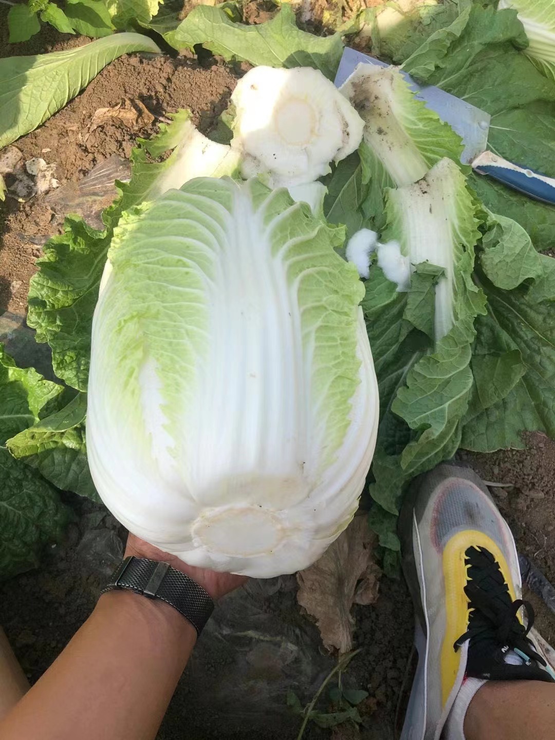 精品大白菜货源充足价格稳定。质量保证。欢迎各地客商前来采购