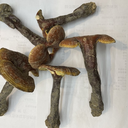 成都金边灵芝深山种植无人管理无打农药化肥的灵芝可打粉切片泡酒泡水