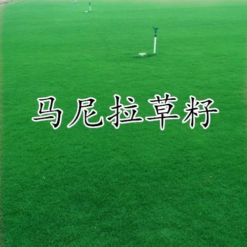 草坪草籽四季常青护坡狗牙根马尼拉地毯草庭院绿化黑麦草皮种子