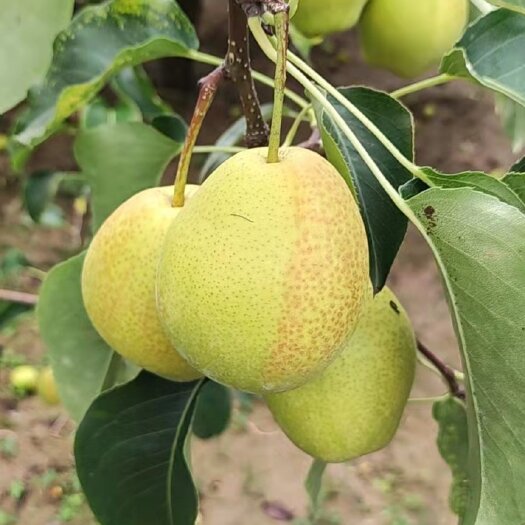 大荔县梨