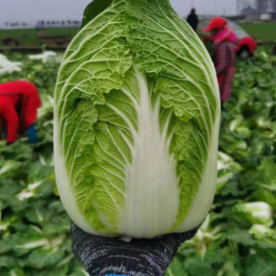 精品大白菜货源充足价格稳定。质量保证。欢迎各地客商前来采购