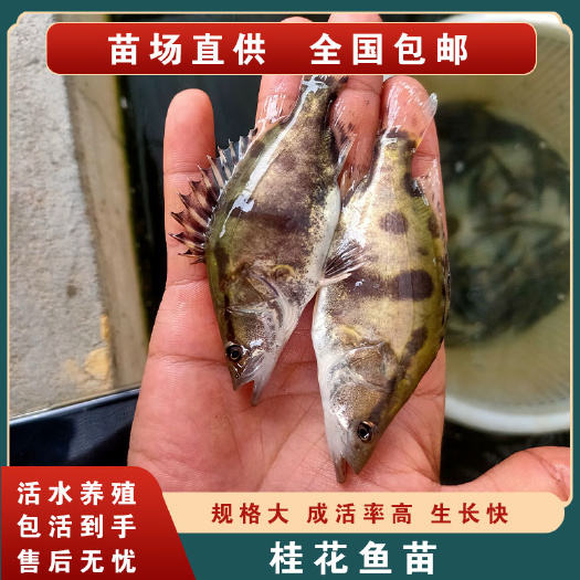 广州饲料鳜鱼苗 现货桂鱼苗桂花鱼苗 鳜鱼苗淡水鱼苗批发翘嘴鳜鱼苗