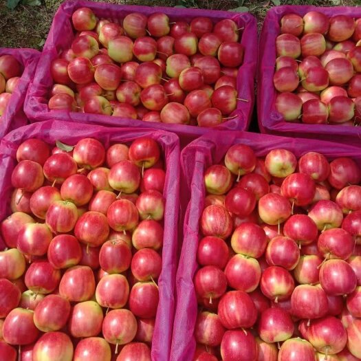西丰县123苹果 ，来自辽宁省生铁岭西丰主产区，