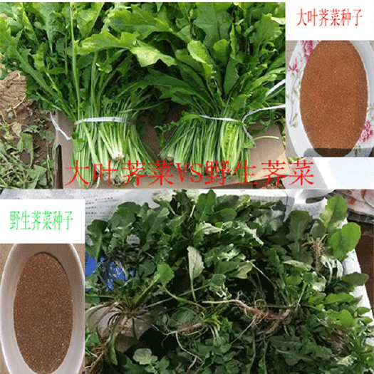 虞城县荠菜种子大叶荠菜种子野生荠菜种子