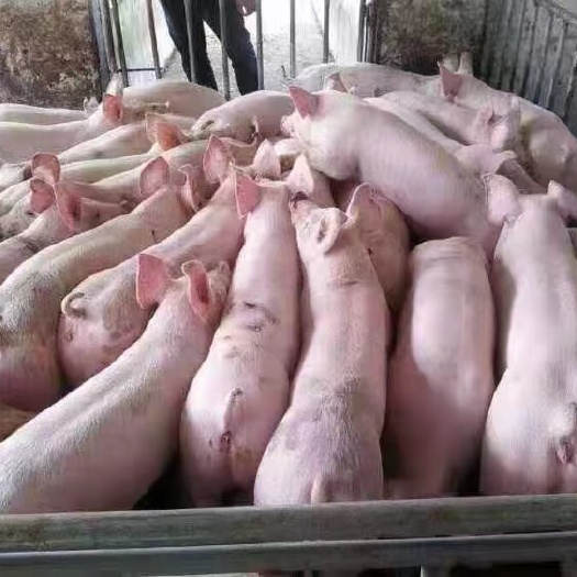 土猪苗  猪场养殖基地。对外批发10-30公斤土杂猪。。