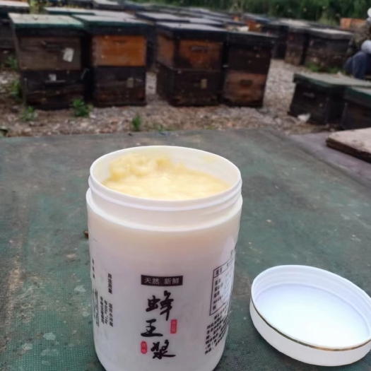 义县供应大量优质鲜蜂皇浆