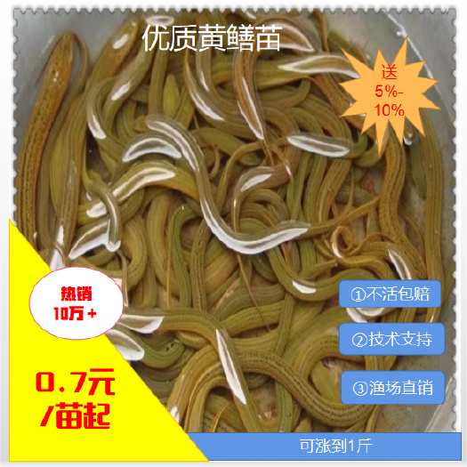[批发】黄鳝苗 黄辣丁。量大从优、基地直供、免费送货上门。