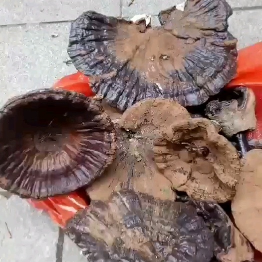 德保县紫灵芝纯枫树黑灵芝