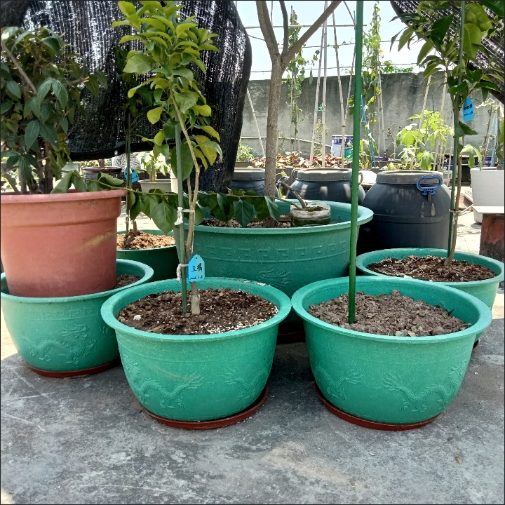 塑料圆花盆超特大号大码庭院种树龙缸胶盆加厚铁树脂花盆落地