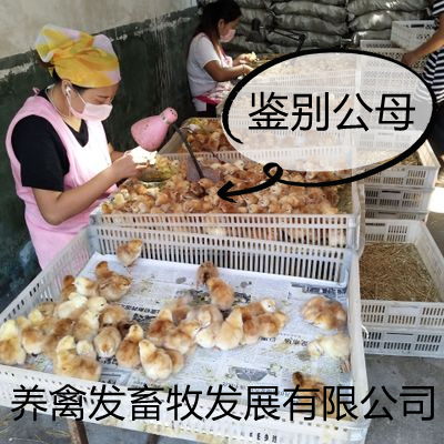 K9鸡苗 K901鸡苗 大种肉鸡苗 K9麻黄鸡苗 包做好疫苗