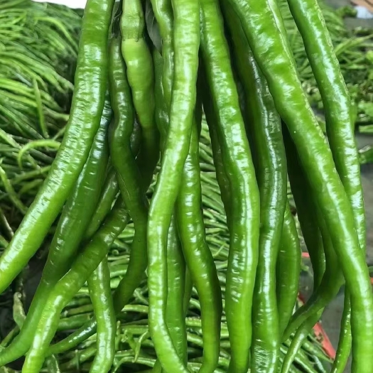安顺3-8号椒，大青椒，鸡爪椒量大价优，基地几千亩。