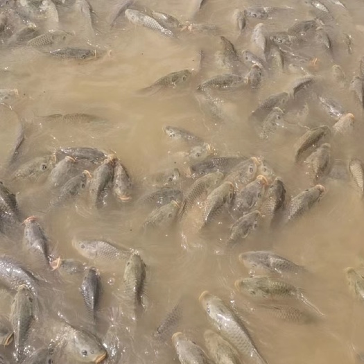 防城港鲤鱼（黄）