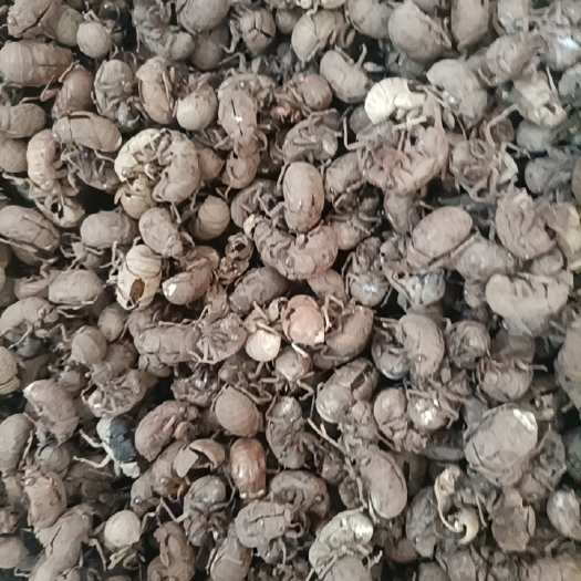 枣庄蝉蜕