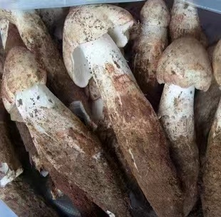 禄劝县精雕鸡枞
