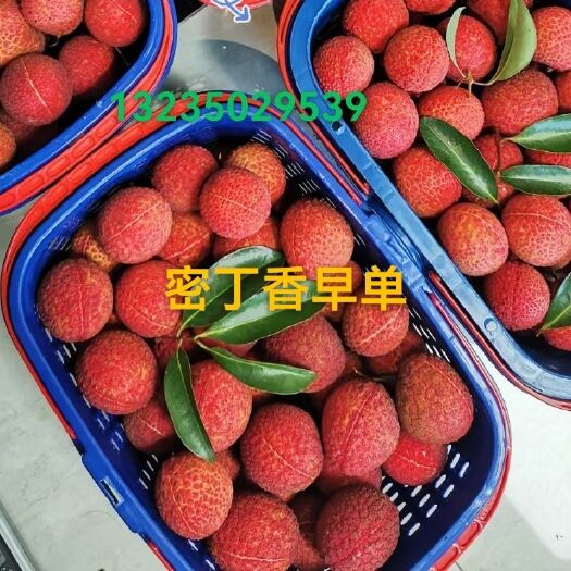 漳浦县密丁香