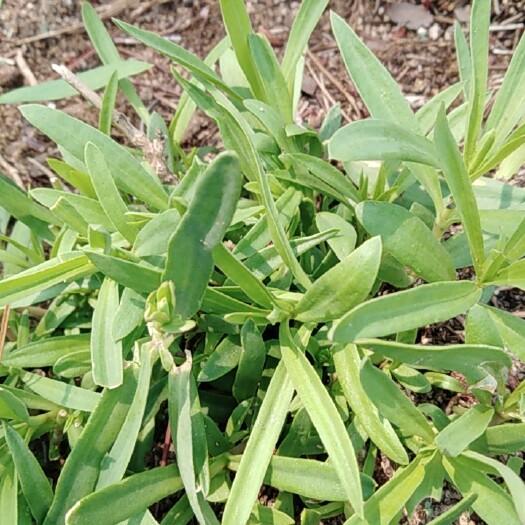 东平县山苜楂   山菜.山苜蓿菜，山麻菜        纯野生