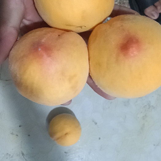 西华县黄金黄桃
