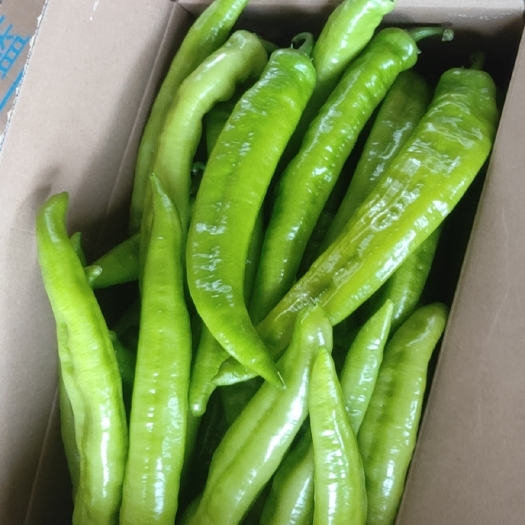 天镇县尖椒