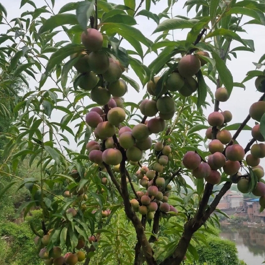 汉源半边红，脆甜多汁，脱骨，价格美丽。