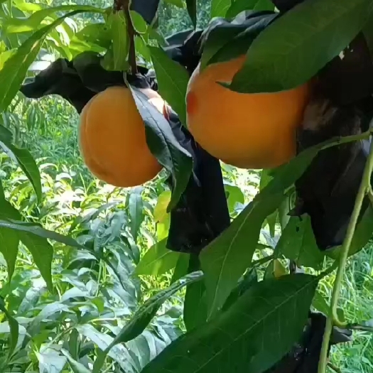 西华县黄金黄桃