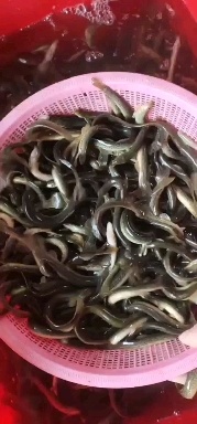 地龙抓泥鳅