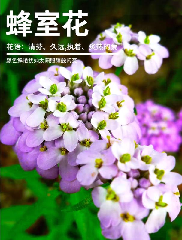 蜂室花种子屈曲花景观园林园艺鲜花种子四季播种庭院绿化观花种子