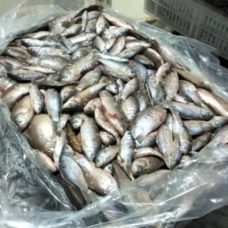 兰陵县小鲫鱼(可做饲料)冻板