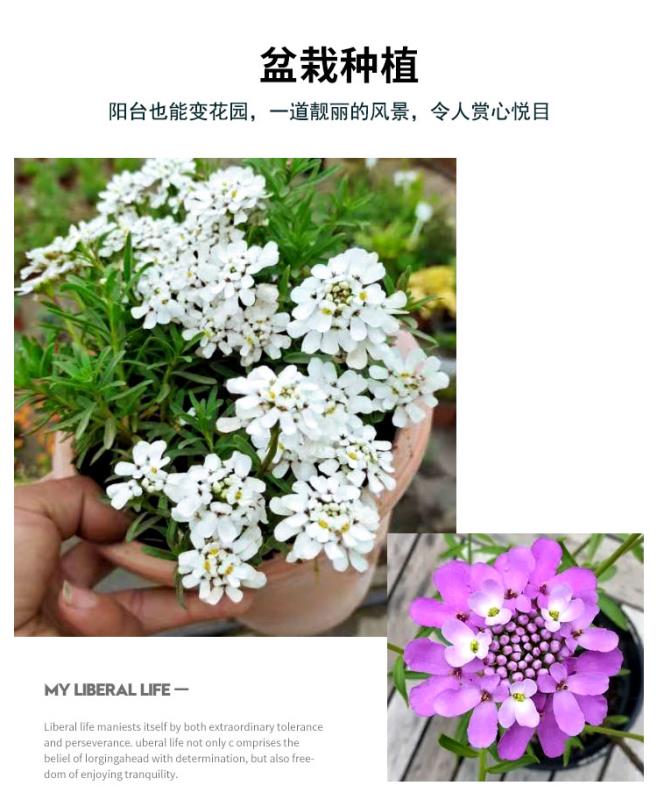 蜂室花种子屈曲花景观园林园艺鲜花种子四季播种庭院绿化观花种子