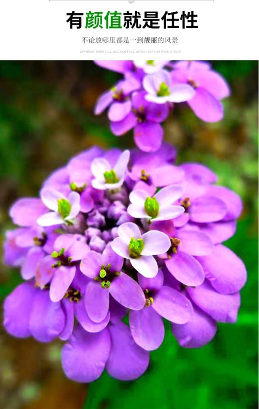 蜂室花种子屈曲花景观园林园艺鲜花种子四季播种庭院绿化观花种子