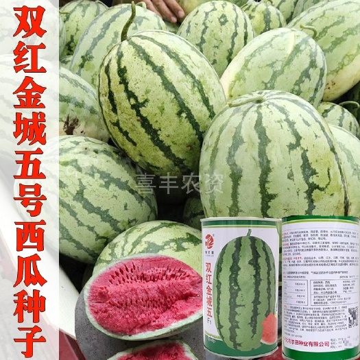 西瓜种子 罐装金城5号五号西瓜良种大果新疆石缝瓜春秋季露地种