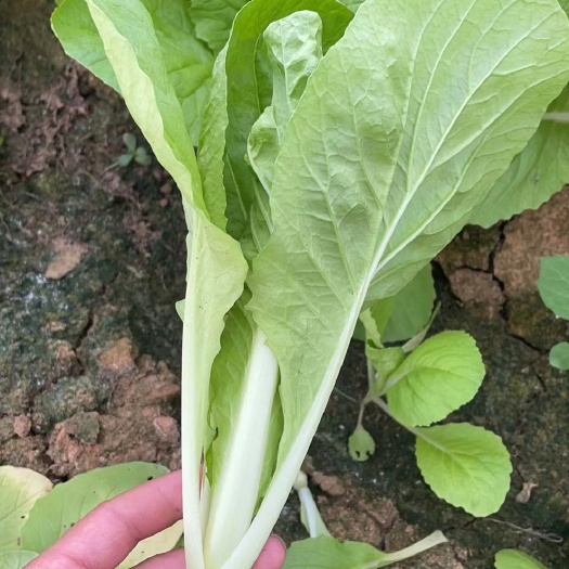 武漢毛白菜，快菜