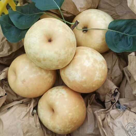 汝城县脆冠梨汁多肉嫩