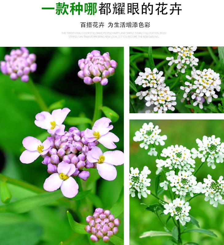 蜂室花种子屈曲花景观园林园艺鲜花种子四季播种庭院绿化观花种子