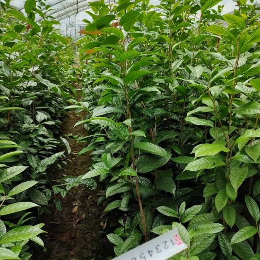 荔浦市金花茶地苗20—150cm高清地处理价格优惠绿化占地
