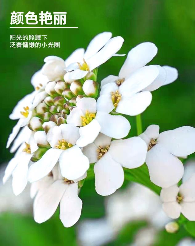 蜂室花种子屈曲花景观园林园艺鲜花种子四季播种庭院绿化观花种子