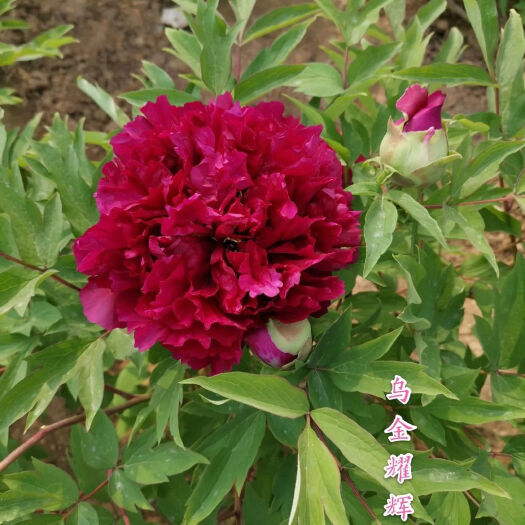 菏泽乌金耀辉 牡丹菏泽精品牡丹秋季种植地栽盆栽春天开花 菏泽发货