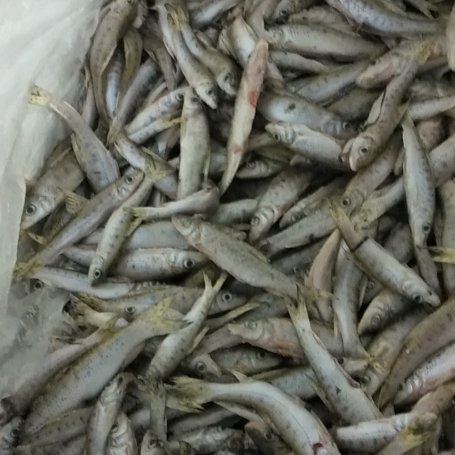 兰陵县花骨鱼(麻鱼)单冻