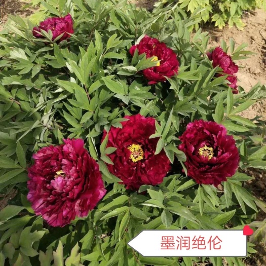菏泽牡丹花苗墨润绝伦 适合盆栽 庭院地栽 花农自产自销重瓣牡丹